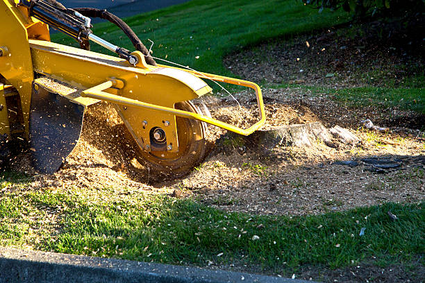 Best Tree Trimming and Pruning  in Inglewood, CA